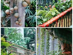 -正佳雨林生态植物园