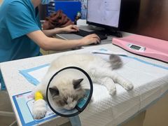 -宠颐生宠物医院·心肾内科·猫专科诊疗中心宠巢店