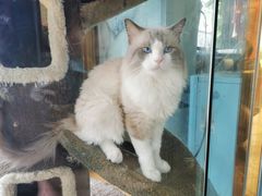 -糯米喵星人总部直营旗舰店·猫舍·幼猫出售