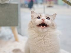 -极木²邸 人与宠物·互动社区