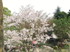 -南山植物园