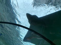 -悉尼海洋生物水族馆