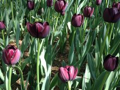 -洛阳郁金香牡丹园