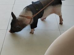 -怪兽屋·羊驼·猫咖·狗咖(俊华广场店)