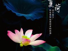 -莲花池公园
