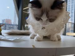 -怪兽屋·羊驼·猫咖·狗咖(俊华广场店)