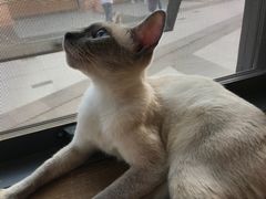 -吉丁鸟咖·异宠·寄养
