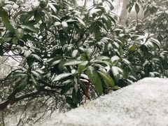 -缙云山景区