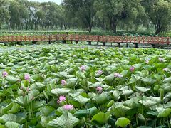 -洪湖生态旅游区