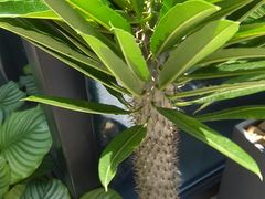 -华莱士·全鸡汉堡(沙井车站店)