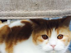 -喵的天空名猫咖啡馆·撸猫·猫舍·用品