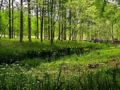 -黄海国家森林公园