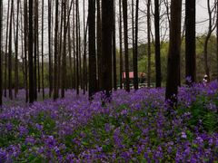-上海共青森林公园