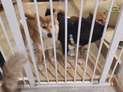 -南京Hallo宠物乐园·哈罗犬舍·柴犬繁育基地