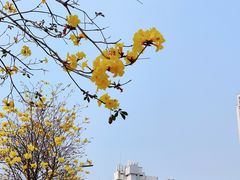 -洲头咀公园
