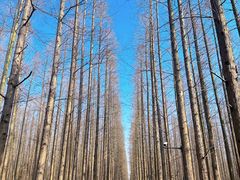 -东平国家森林公园