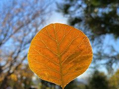 -香山公园