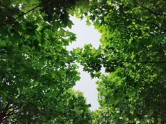 绿化-泰安地下龙宫景区