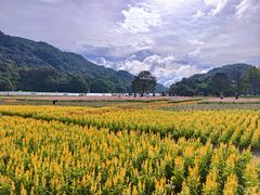 -广州市石门国家森林公园