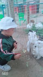 -上美四季动物农场