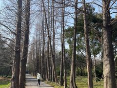 -上海滨江森林公园