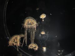 -大阪海游馆