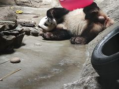 -五龙山野生动物王国