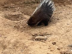 -石家庄市动物园