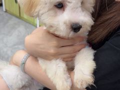 -瑞鹏宠物医院·普外科·影像科·皮肤科(城市山谷分院)