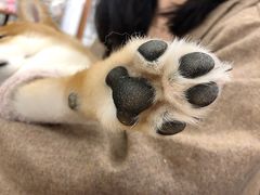-豆柴町-柴犬主题狗咖(红鼎国际C座店)