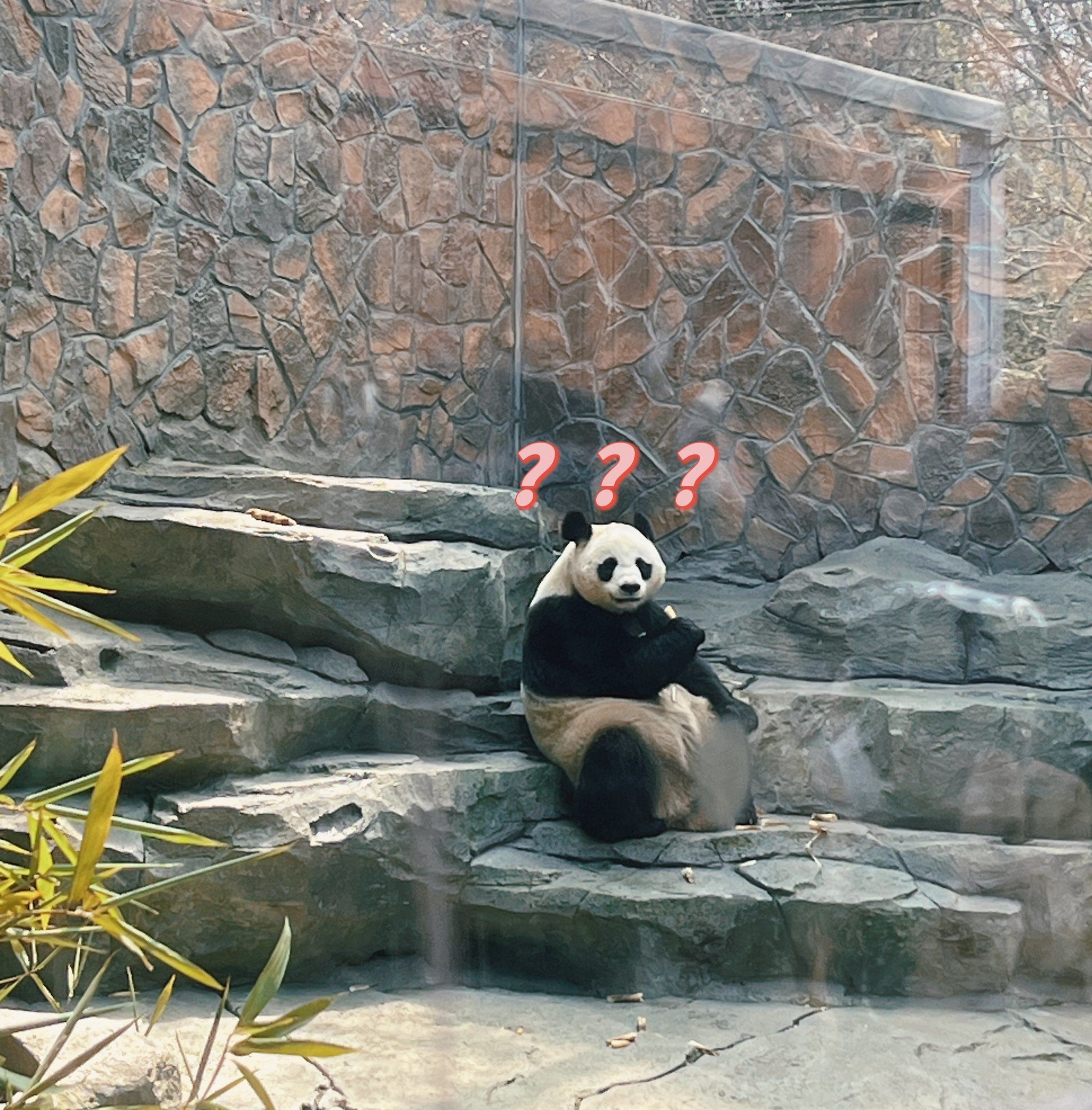 跟老婆去红山森林动物园游玩了一下,环境非常棒,卧龙凤雏也看到了