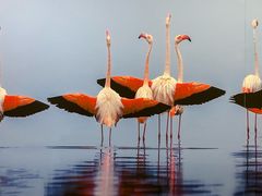 -罗红摄影艺术馆