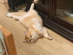 -东方名猫馆·英短金渐层布偶猫舍(环线广场1号楼店)