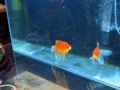 -苹果树下艺术餐厅(宋庄店)