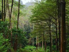 -黄埔油麻山森林公园