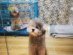 -宠物之家Pets Home 宠物寄养酒店