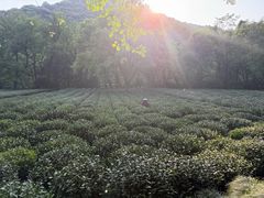 -沈记土鸡米线(七星街品牌中心店)