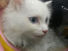 -瑞派名望24h动物医院异宠专科·猫专科·骨科·重症监护分院