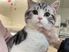 -lincat·猫舍(广州店)