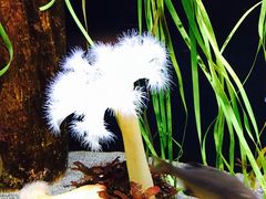 -西雅图水族馆