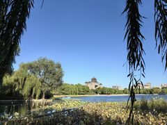 -莲花池公园