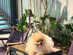 -J Create城市露营咖啡·简餐·宠物(上海动物园店)