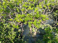 -北海金海湾红树林生态旅游区