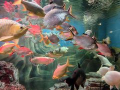 -上海海洋水族馆