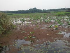 -荷塘月色湿地公园·向阳花洲