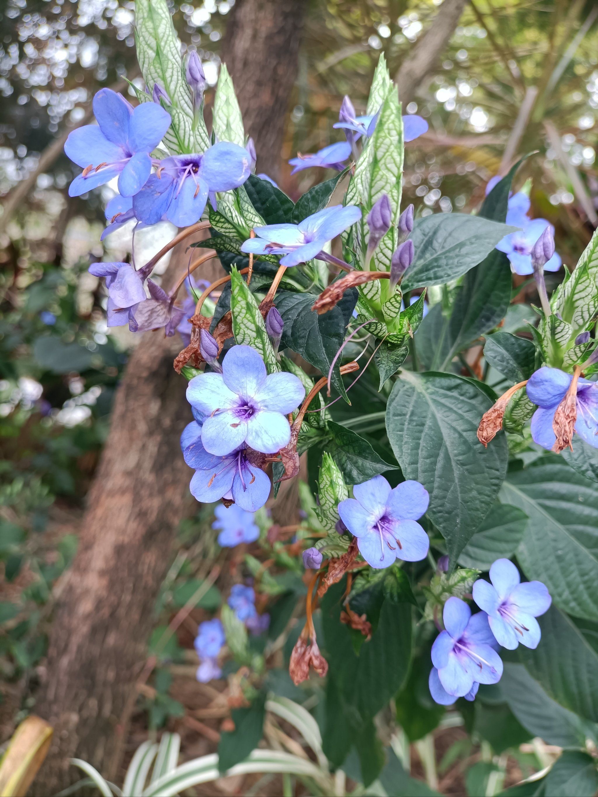 喜花草,不是草,是可爱花
