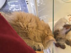 -小猫来了·猫咪专售(红山六九七九店)