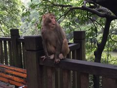 -黔灵山公园