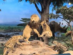 -国家自然博物馆