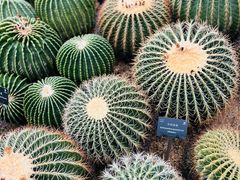 -深圳仙湖植物园